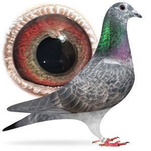 PL-0384-25-1698 wnuk Pitbulla x wnuczka Super Bolt