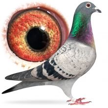 PL-0384-25-1700 Wnuk Best Kittel x córka 8 samicy Polski