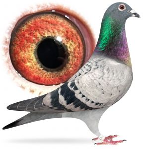 PL-0384-25-1700 Wnuk Best Kittel x córka 8 samicy Polski