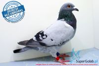PL-0385-17-233