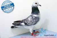 PL-0385-17-2616