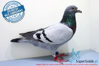 PL-0385-17-4635