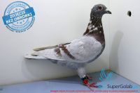 PL-0385-17-4661