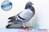 PL-0385-17-4663