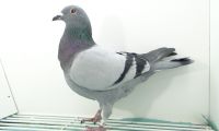 PL-0385-20-1129- TARASIUK JERZY