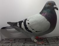 PL-0385-20-9715 Linia
