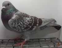PL-0385-20-9718 Linia