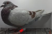 PL-0385-20-9720 Linia