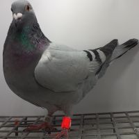 PL-0385-20-9737 Linia