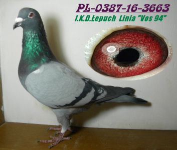 PL-0387-16-3663  I.K.D. Łepuch