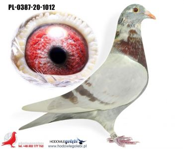 PL-0387-20-1012 - Dirk Van den Bulck