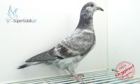 PL-0388-20-1952