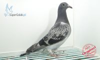 PL-0388-20-5318