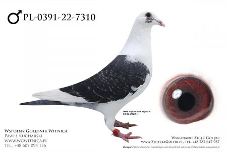 PL-0391-22-7310: Musial Adam