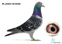 PL-0393-18-5536