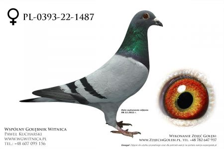 PL-0393-22-1487: Grzegorz i Jarek, min 49m z FINAŁU Gołąb z hodowli: Grzegorz i Jarek