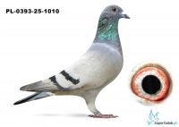 PL-0393-25-1010