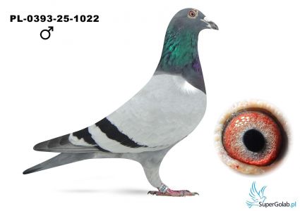 PL-0393-25-1022 - 52 lotnik