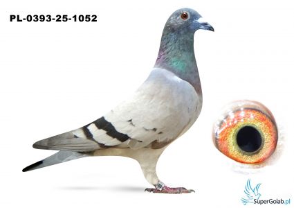 PL-0393-25-1052