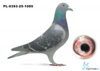 pl-0393-25-1058 - 4/5 konk