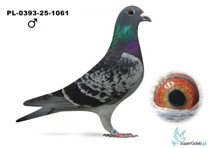 PL-0393-25-1061