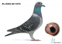 PL-0393-25-1072 - 21 lotnik