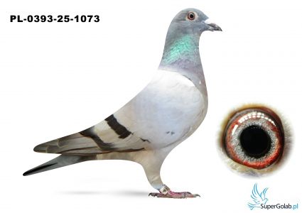 PL-0393-25-1073