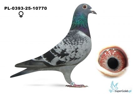 PL-0393-25-10770+ gratis DV-0968-13-831