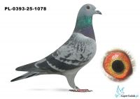 PL-0393-25-1078
