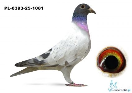 PL-0393-25-1081