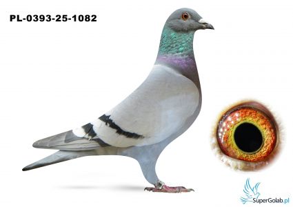 PL-0393-25-1082