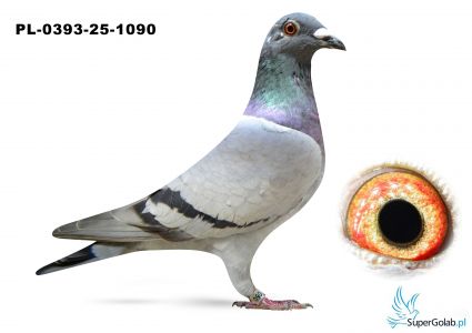 PL-0393-25-1090