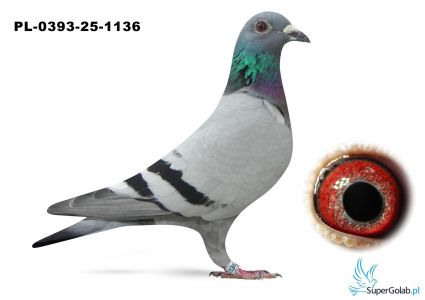 PL-0393-25-1136