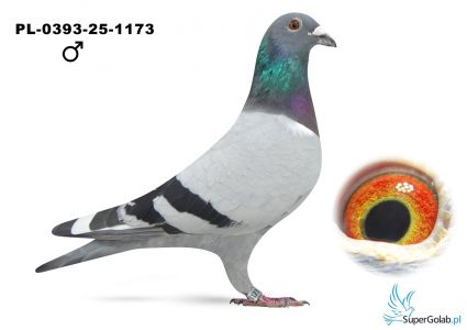 PL-0393-25-1173