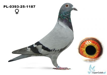 PL-0393-25-1187