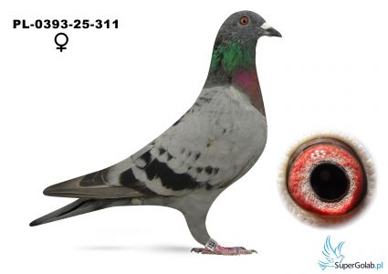 PL-0393-25-311