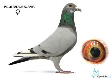 PL-0393-25-316