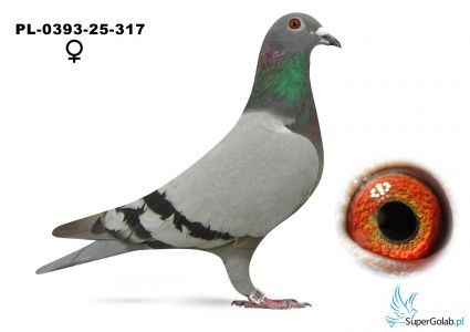 PL-0393-25-317