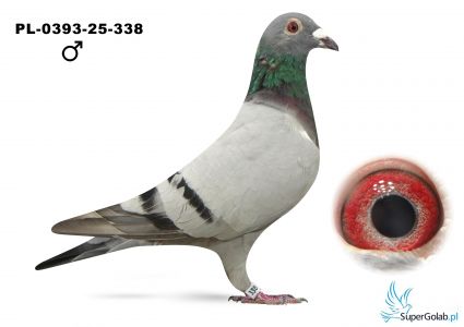 PL-0393-25-338