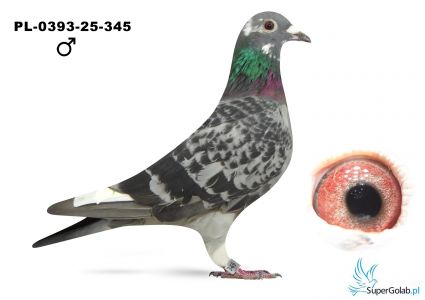 PL-0393-25-345