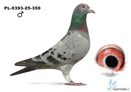 PL-0393-25-350