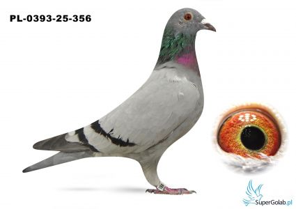 PL-0393-25-356