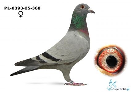 PL-0393-25-368