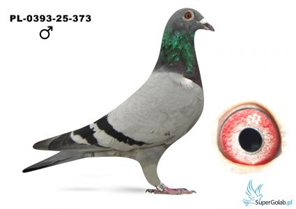 PL-0393-25-373