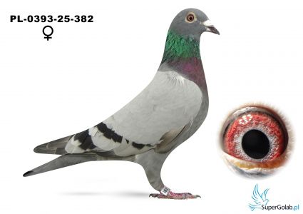 PL-0393-25-382