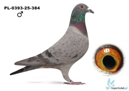 PL-0393-25-384
