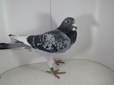 PL-0395-18-2321 Org. M. M. Kołodziej Inbred Olimpijki Maja katC + PL-041-14-820 A. T. Dereń Lini 2lot.okregu katC