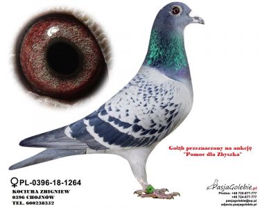 PL-0396-18-1264- oryg Zbigniew Kociuba