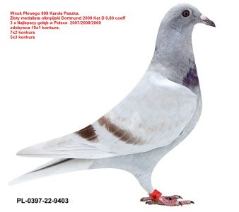 PL-0397-22-9403 wnuk plowego Paszka 808