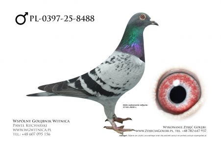 PL-0397-25-8488: Bartek Krolikowski, 26. Lotnik, m in 37m, 46m z FINAŁU